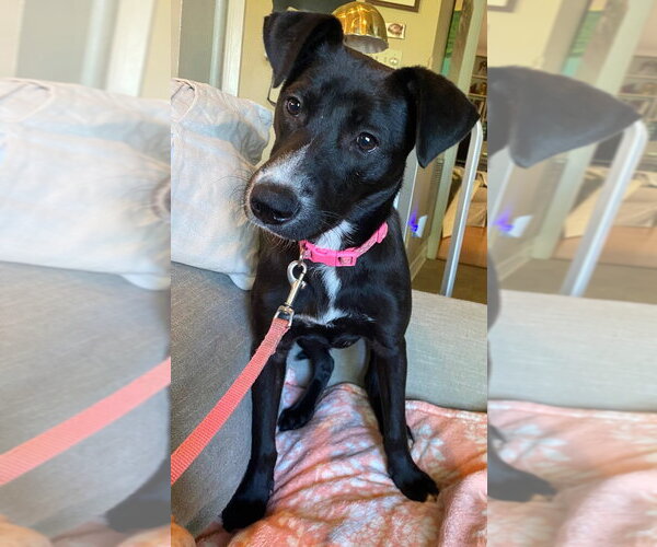 Medium Photo #2 Labrador Retriever-Unknown Mix Puppy For Sale in Canton, CT, USA