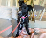 Small #1 Labrador Retriever Mix