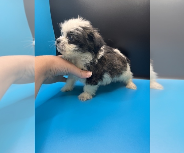 Medium Photo #19 Maltipoo-Shih Tzu Mix Puppy For Sale in SAINT AUGUSTINE, FL, USA