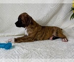 Small #5 Boxer