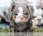 Small Photo #9 English Bulldog Puppy For Sale in HAGERSTOWN, MD, USA