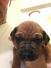 Rhodesian Ridgeback Puppy for sale in NEW MILFORD, CT, USA