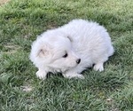 Puppy Puppy 10 American Eskimo Dog-Border-Aussie Mix