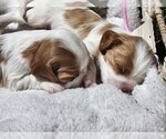 Small #5 Cavalier King Charles Spaniel