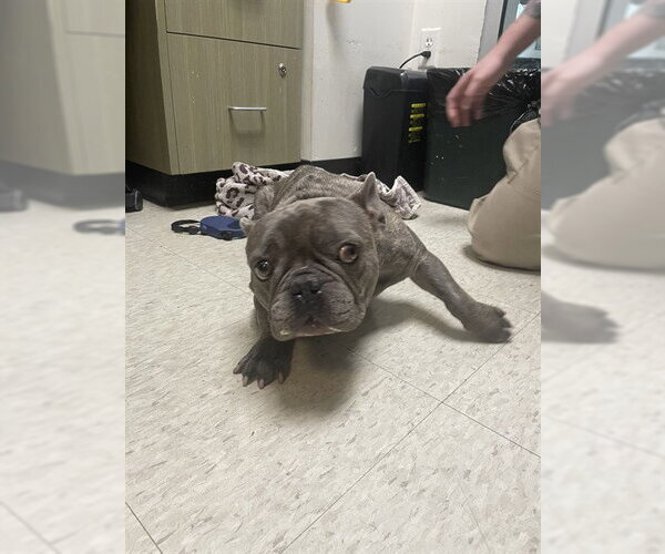 Medium Photo #1 French Bulldog-Unknown Mix Puppy For Sale in Plano, TX, USA