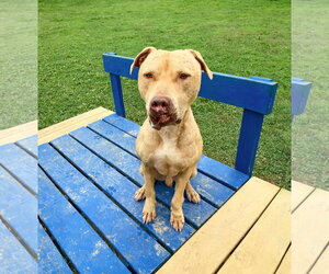 Shine - Male Mutt Dog for Adoption - Photo #2
