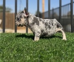 Small #11 French Bulldog