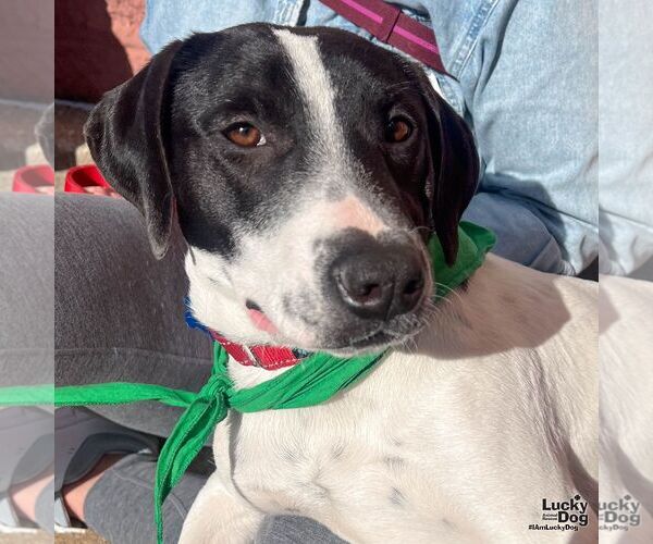 Medium Photo #5 Lab-Pointer Puppy For Sale in Washington, DC, USA