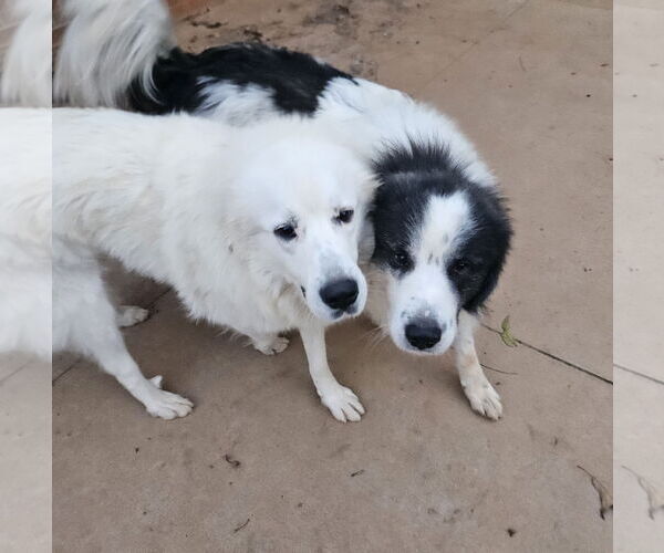 Medium Photo #2 Great Pyrenees Puppy For Sale in Thomasville, NC, USA