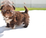 Small #2 Shih Tzu