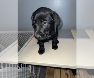 Labrador Retriever Puppy for sale in OWENSBORO, KY, USA