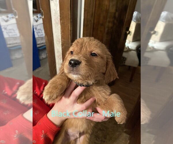 Medium Photo #1 Golden Retriever Puppy For Sale in ELLSWORTH, KS, USA