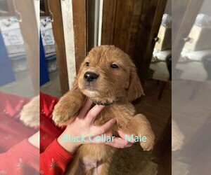 Golden Retriever Puppy for Sale in ELLSWORTH, Kansas USA