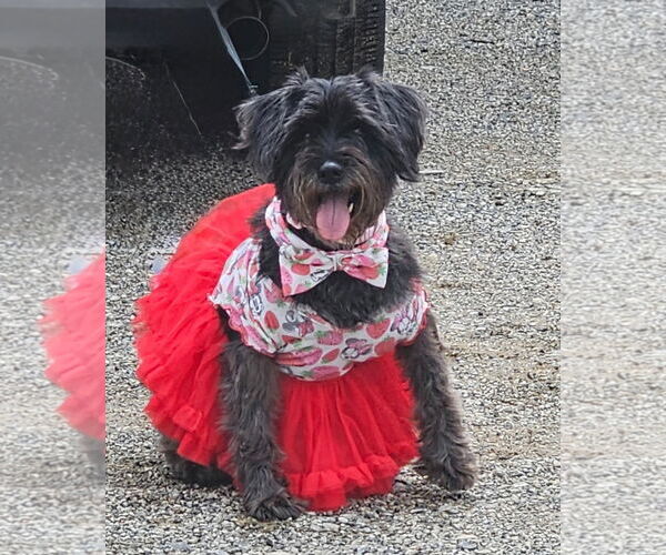Medium Photo #1 Mutt Puppy For Sale in Rockaway, NJ, USA
