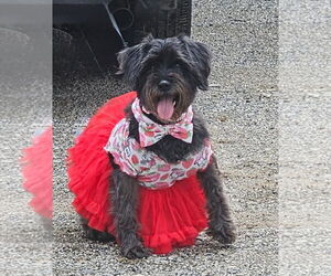 Mutt Dogs for adoption in Rockaway, NJ, USA