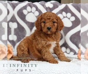 Poodle (Miniature) Puppy for sale in LEOLA, PA, USA