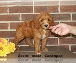 Small #3 Cockapoo (Miniature)
