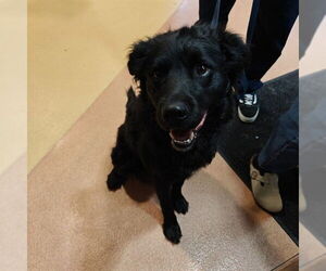 Golden Retriever-Unknown Mix Dogs for adoption in Ogden, UT, USA