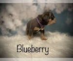 Small Photo #10 Bulldog Puppy For Sale in SPRING, TX, USA