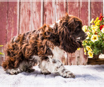 Small #5 Cocker Spaniel