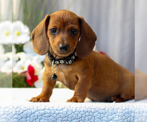 Dachshund Puppy for sale in ANNVILLE, PA, USA