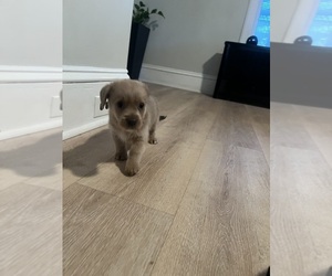 Yorkie-Apso Puppy for sale in PAWTUCKET, RI, USA