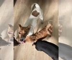 Small Basenji-Jack Russell Terrier Mix