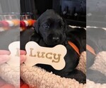 Small #1 Golden Labrador