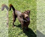 Small #4 Labrador Retriever