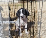 Small Photo #47 German Shorthaired Pointer Puppy For Sale in MCKINNEY, TX, USA