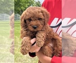Puppy Curly Female Goldendoodle (Miniature)