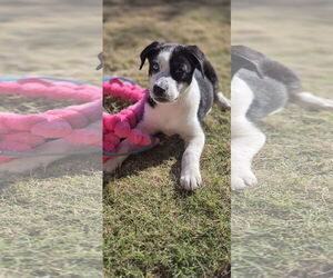 Border Collie Dog for Adoption in Rosenberg, Texas USA