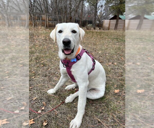 Medium Photo #2 Great Pyrenees-Unknown Mix Puppy For Sale in Winter Park, CO, USA
