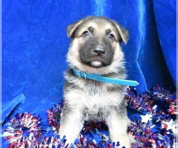 Medium Photo #5 German Shepherd Dog Puppy For Sale in HARTVILLE, MO, USA