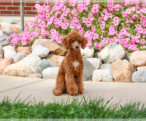Poodle (Miniature) Puppy for sale in SYRACUSE, IN, USA