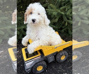 Goldendoodle mix (+ Poodle Miniature) Puppy for sale in MIDDLEBURY, IN, USA