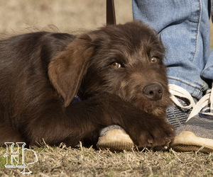 Labradoodle Puppy for Sale in ELLENBORO, North Carolina USA