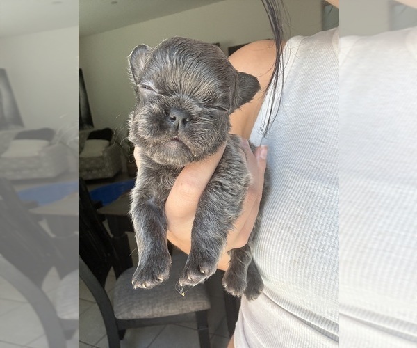 Medium Photo #10 French Bulldog Puppy For Sale in FOLSOM, CA, USA