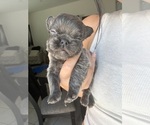 Small #9 French Bulldog