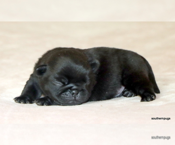 Medium Photo #6 Pug Puppy For Sale in WINNSBORO, TX, USA