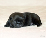 Small #5 Pug