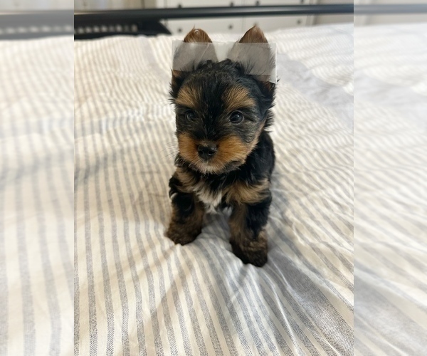 Medium Photo #1 Yorkshire Terrier Puppy For Sale in WEST HARTFORD, CT, USA