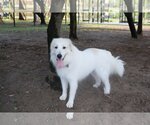 Small Photo #33 Great Pyrenees Puppy For Sale in Spring, TX, USA