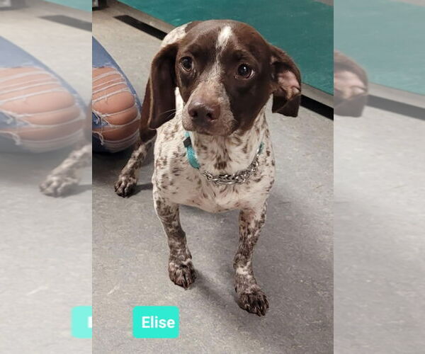 Medium Photo #1 Doxle Puppy For Sale in Richmond, IN, USA