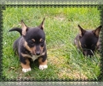 Small Photo #14 Pembroke Welsh Corgi-Scottish Terrier Mix Puppy For Sale in GREELEY, CO, USA