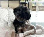 Puppy 2 Shih Tzu-YorkiePoo Mix