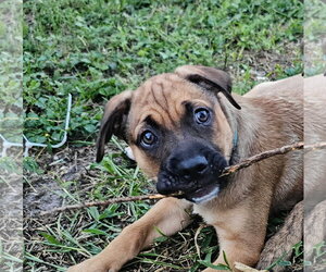 Labrador Retriever-Unknown Mix Dogs for adoption in Royal Palm Beach, FL, USA