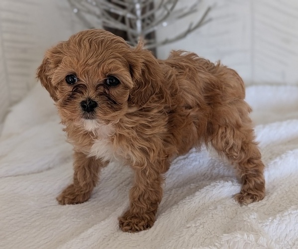 Medium Photo #7 Cavapoo (Miniature) Puppy For Sale in GOSHEN, IN, USA