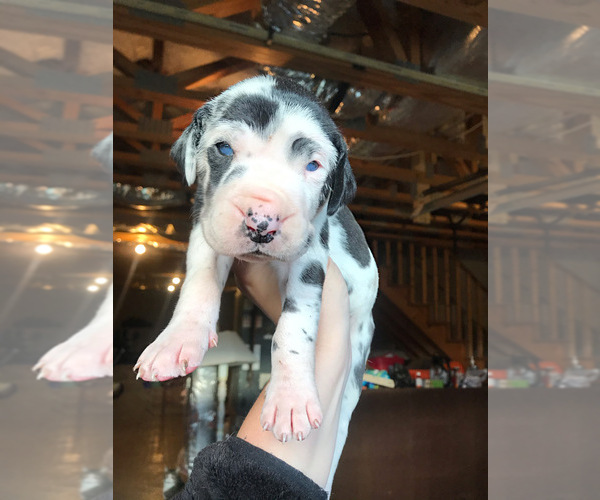 Medium Photo #10 Great Dane Puppy For Sale in PINNACLE, NC, USA