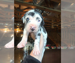 Small Photo #10 Great Dane Puppy For Sale in PINNACLE, NC, USA